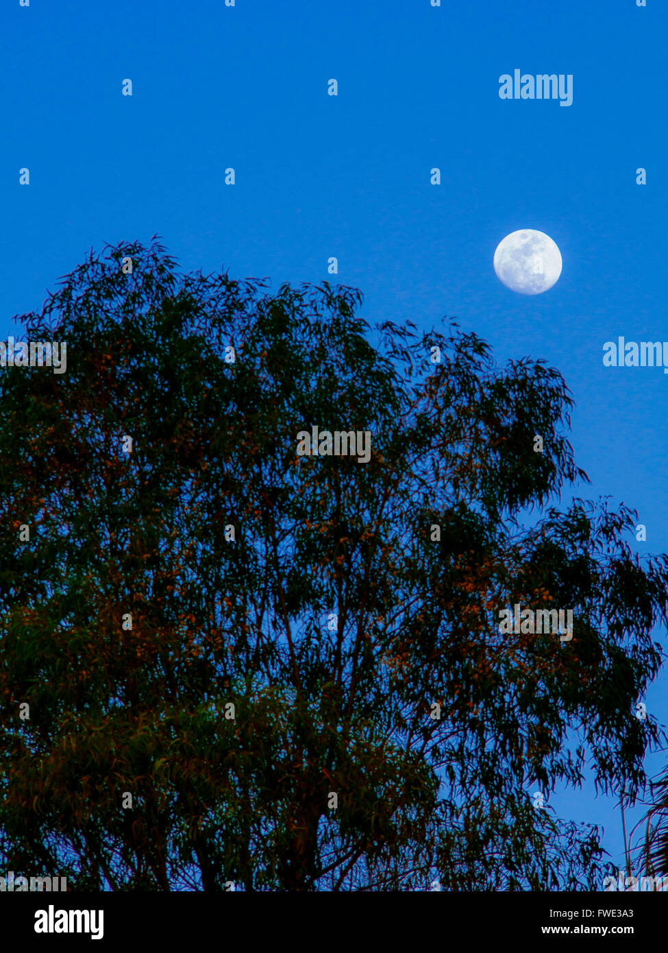 Full moon night sky hi-res stock photography and images - Alamy