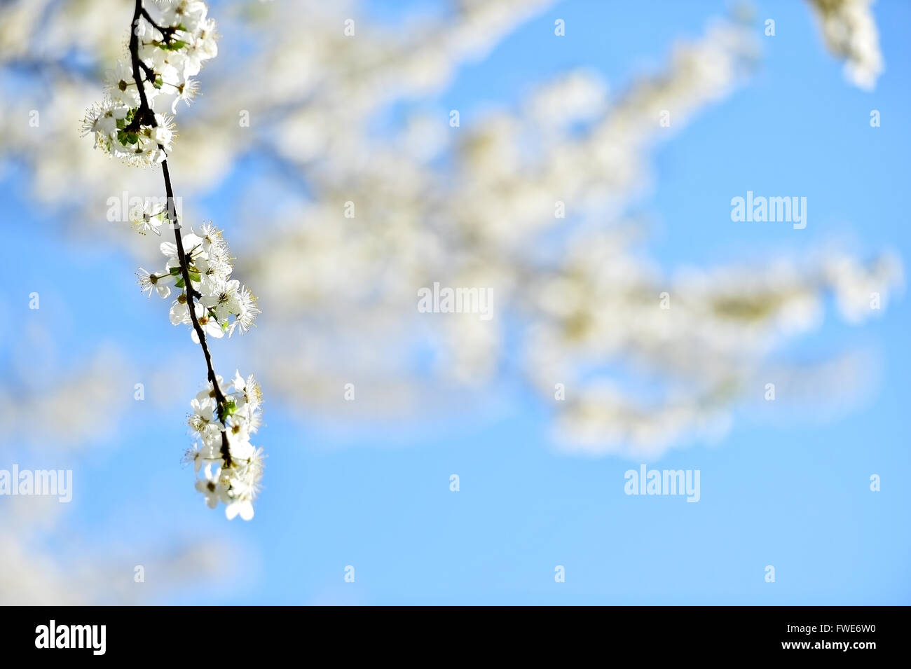 Blooming white cherry flowers on a tree shot against beautiful sunset light Stock Photo