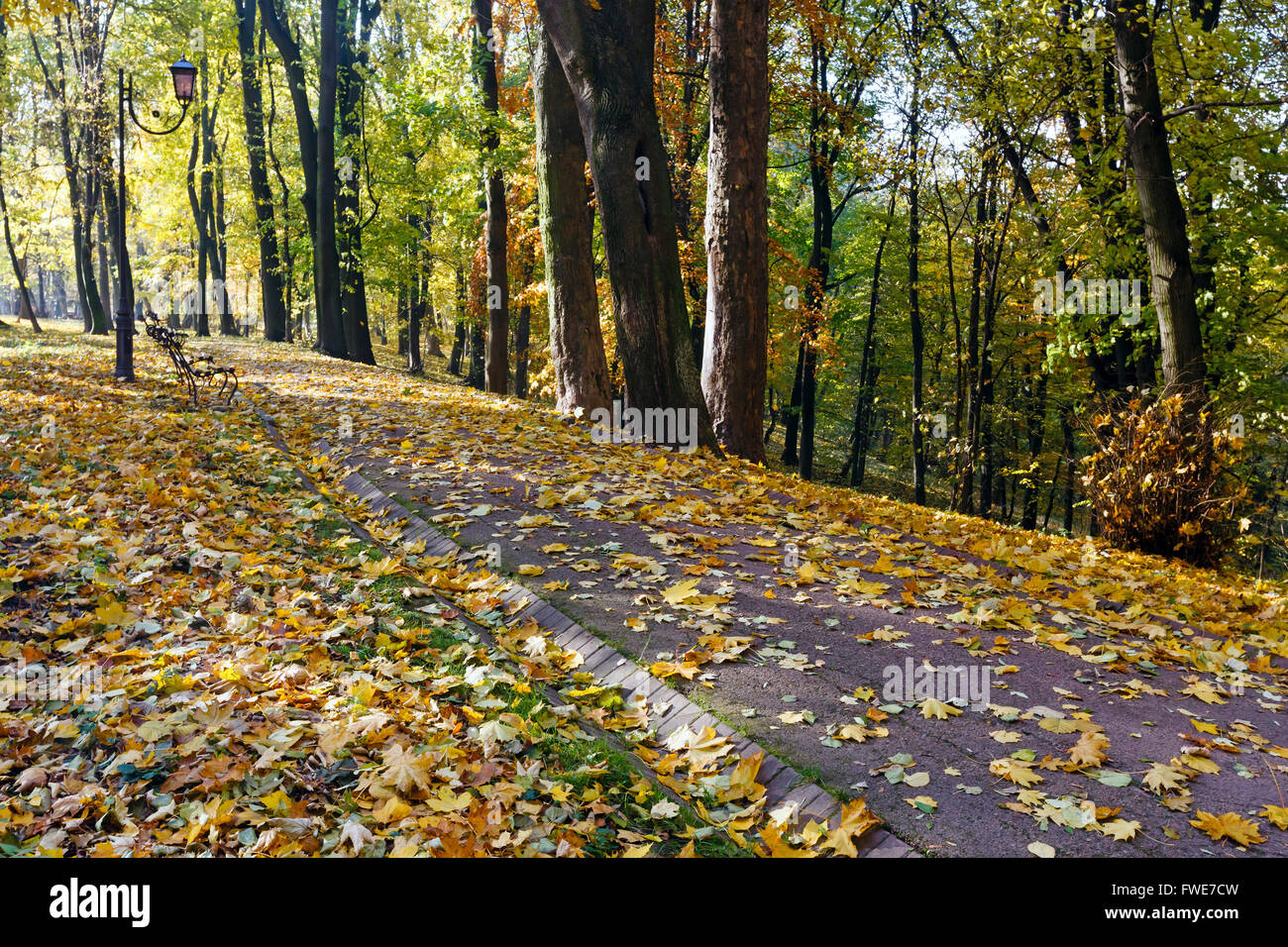 Autumn city park with paths strewn with yellow leaves Stock Photo - Alamy
