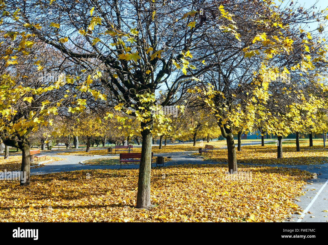 Autumn city park with paths, yellow maple leaves and benches Stock ...