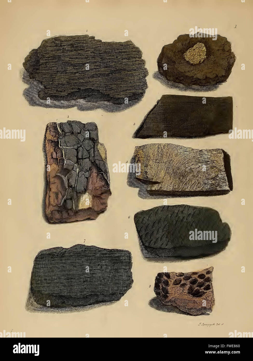 A pictorial atlas of fossil remains, consisting of coloured illustrations selected from Parkinson's "Organic remains of a former Stock Photo