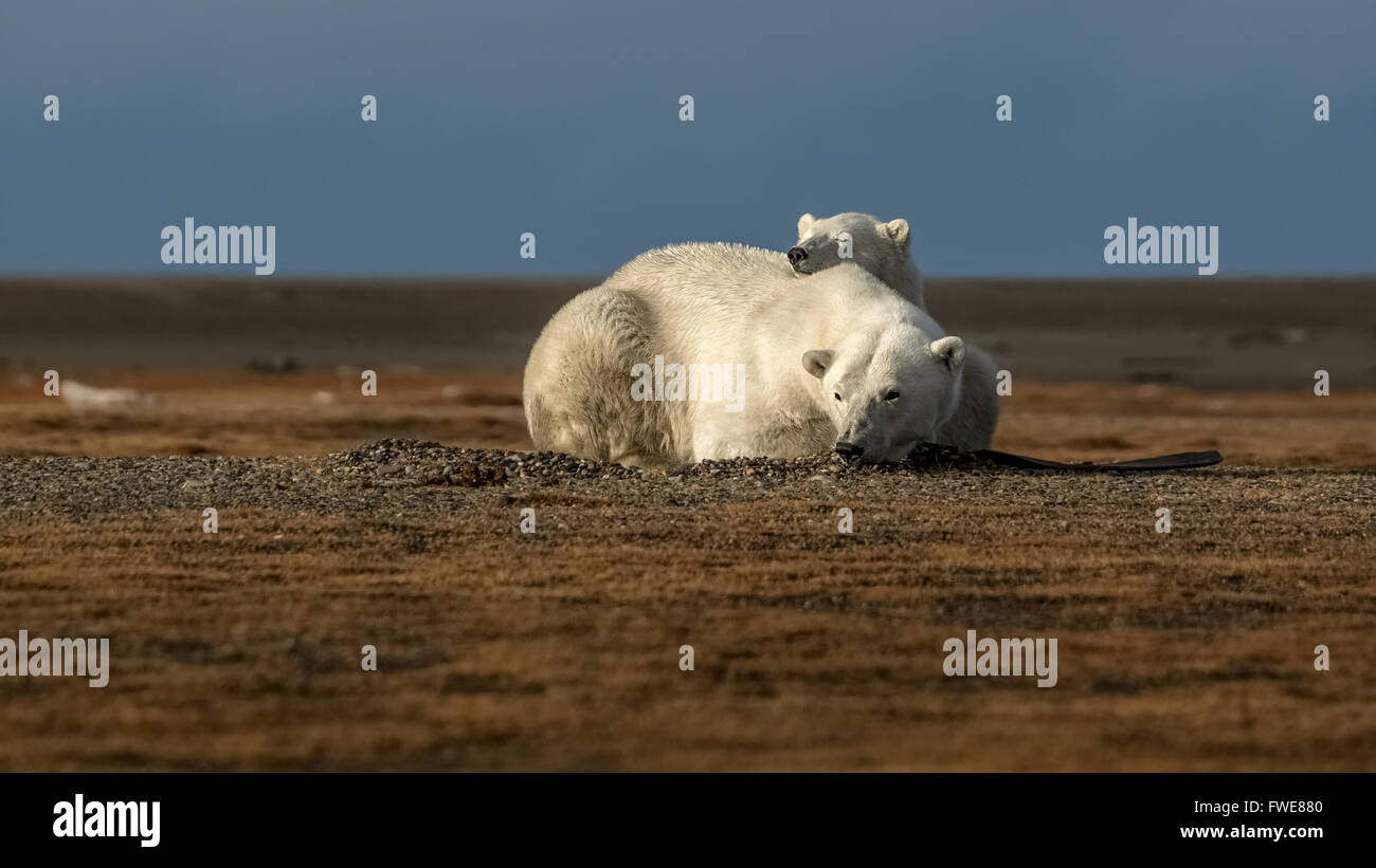 Polar bear king hi-res stock photography and images - Alamy