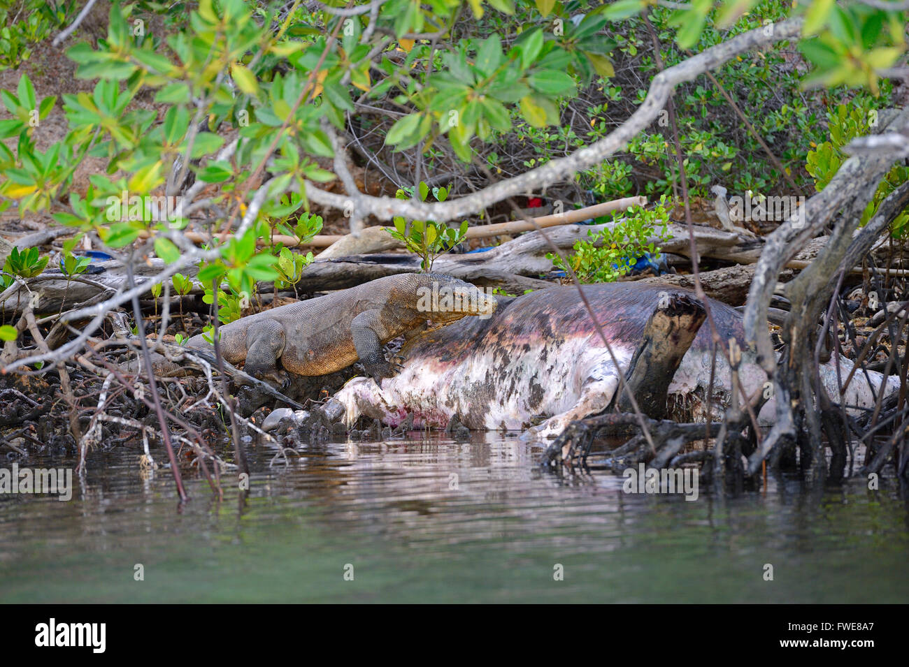 Komodo Dragon (Varanus komodoensis) feeding on buffalo carcass in mangrove area, Rinca Island, Komodo National Park, Indonesia Stock Photo