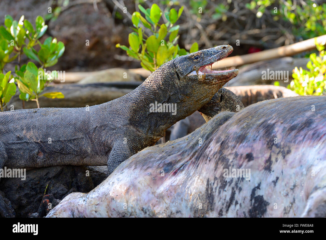 Komodo Dragon (Varanus komodoensis) feeding on buffalo carcass in mangrove area, Rinca Island, Komodo National Park, Indonesia Stock Photo