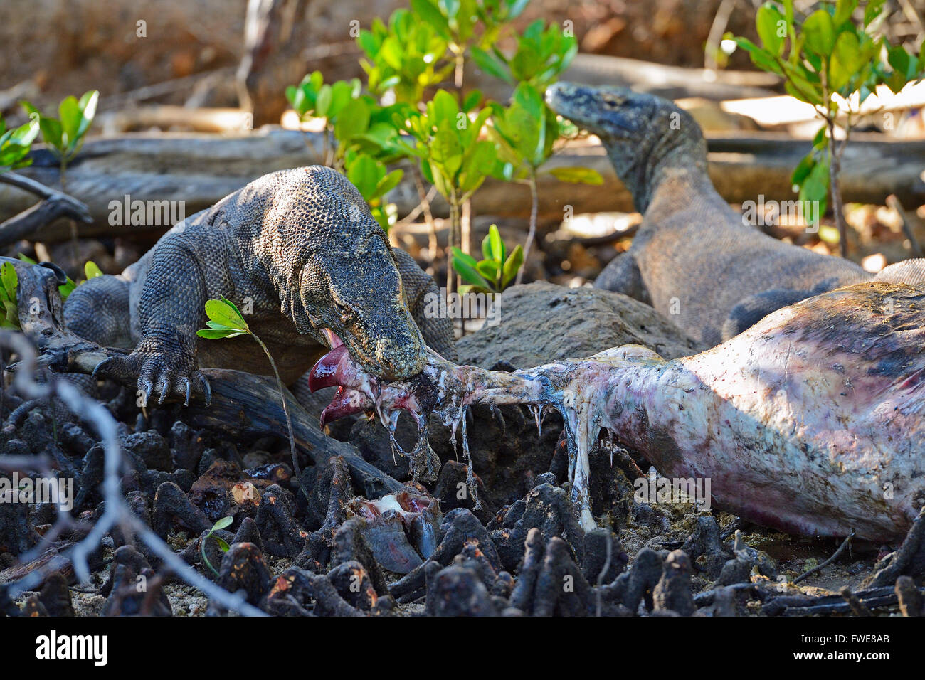 Komodo Dragons (Varanus komodoensis) feeding on buffalo carcass in mangrove area, Rinca Island, Komodo National Park, Indonesia Stock Photo