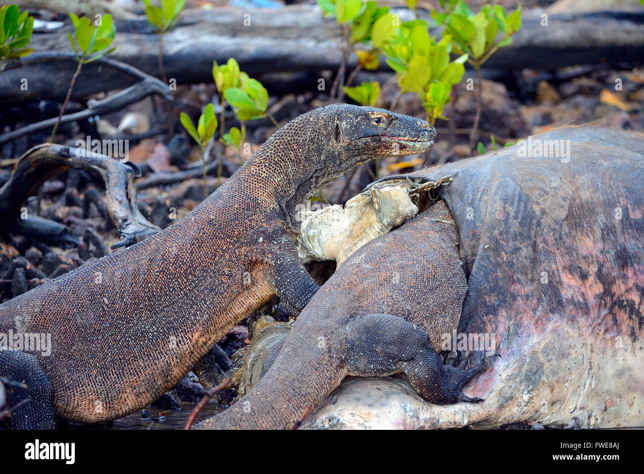 Komodo Dragons (Varanus komodoensis) feeding on buffalo carcass in mangrove area, Rinca Island, Komodo National Park, Indonesia Stock Photo