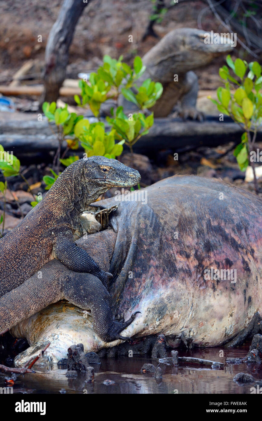 Komodo Dragons (Varanus komodoensis) feeding on buffalo carcass in mangrove area, Rinca Island, Komodo National Park, Indonesia Stock Photo