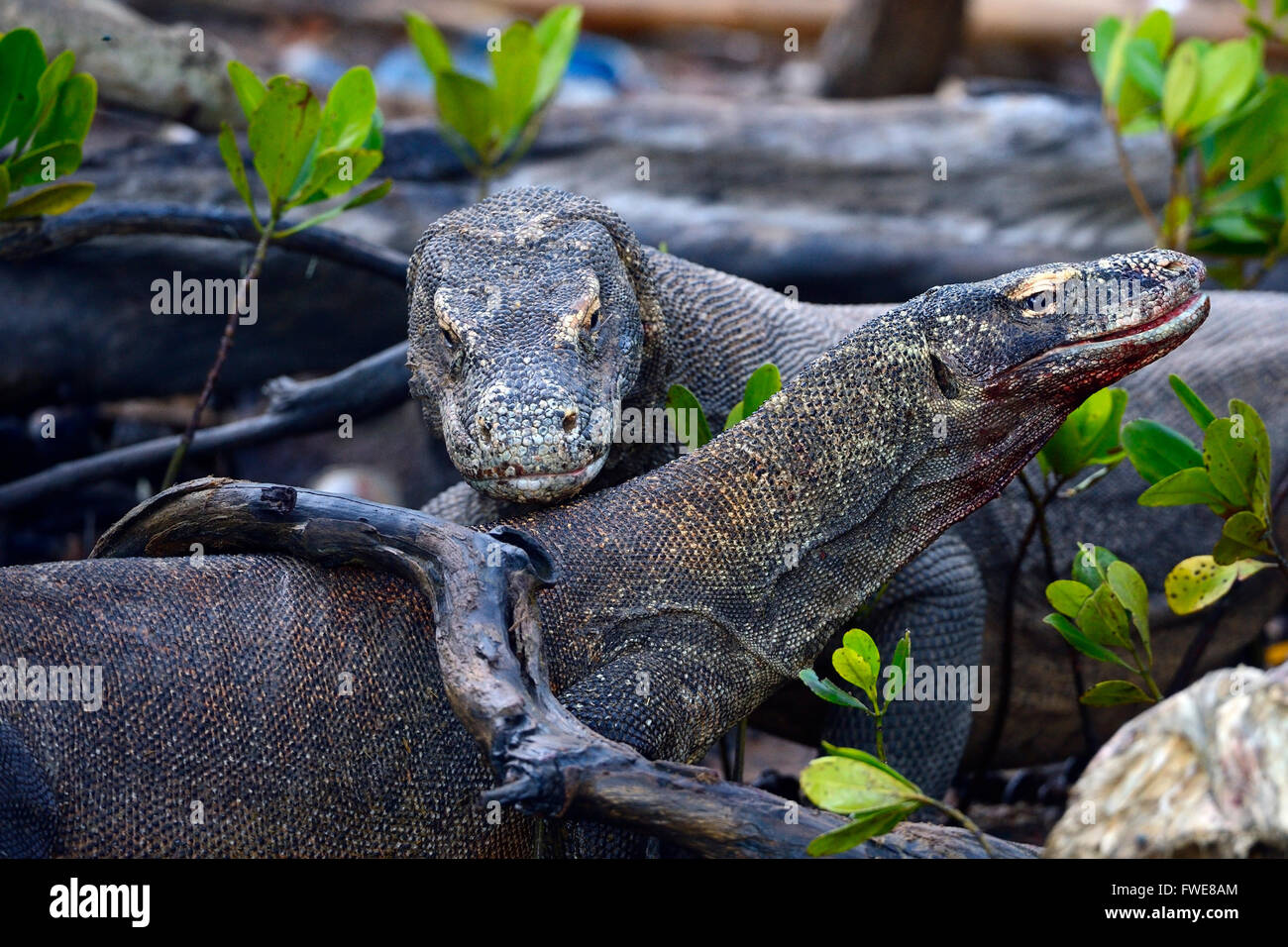 Komodo Dragons (Varanus komodoensis) in mangrove area, Rinca Island
