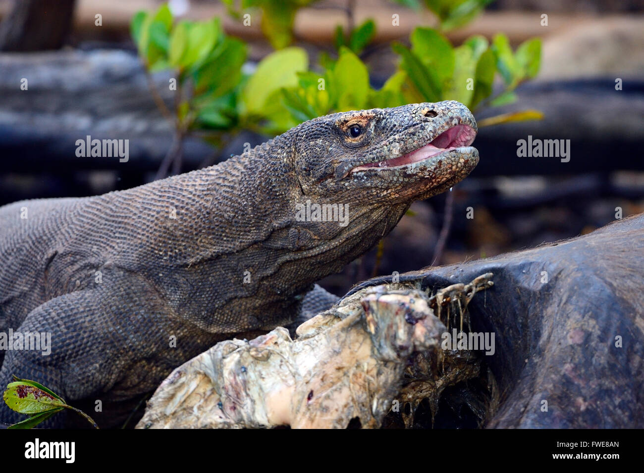 Komodo Dragon (Varanus komodoensis) feeding on buffalo carcass in mangrove area, Rinca Island, Komodo National Park, Indonesia Stock Photo