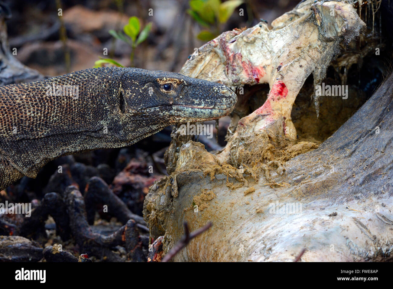 Komodo Dragon (Varanus komodoensis) feeding on buffalo carcass in mangrove area, Rinca Island, Komodo National Park, Indonesia Stock Photo