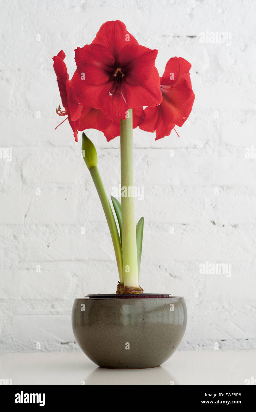 Amaryllis flower in vase. The photo shows the whole plant with stems and four blossoming flowers. Stock Photo