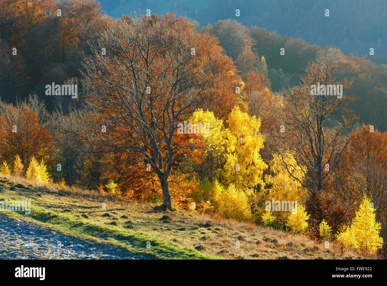 Rural road in autumn misty mountain and colorful trees on slope Stock ...