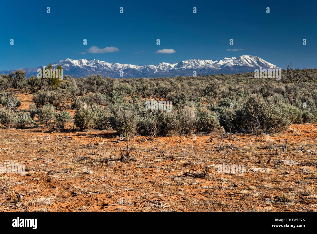 Juniper shrubland, snowcapped Abajo Mountains in distance, early spring, Bears Ears National Monument, near Blanding, Utah, USA Stock Photo