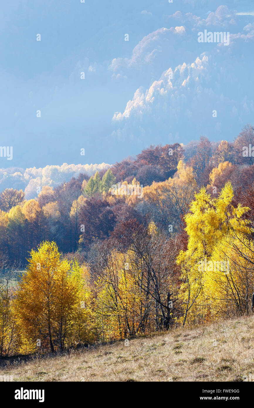 Autumn misty mountain view with yellow foliage of birch trees on slope. Stock Photo