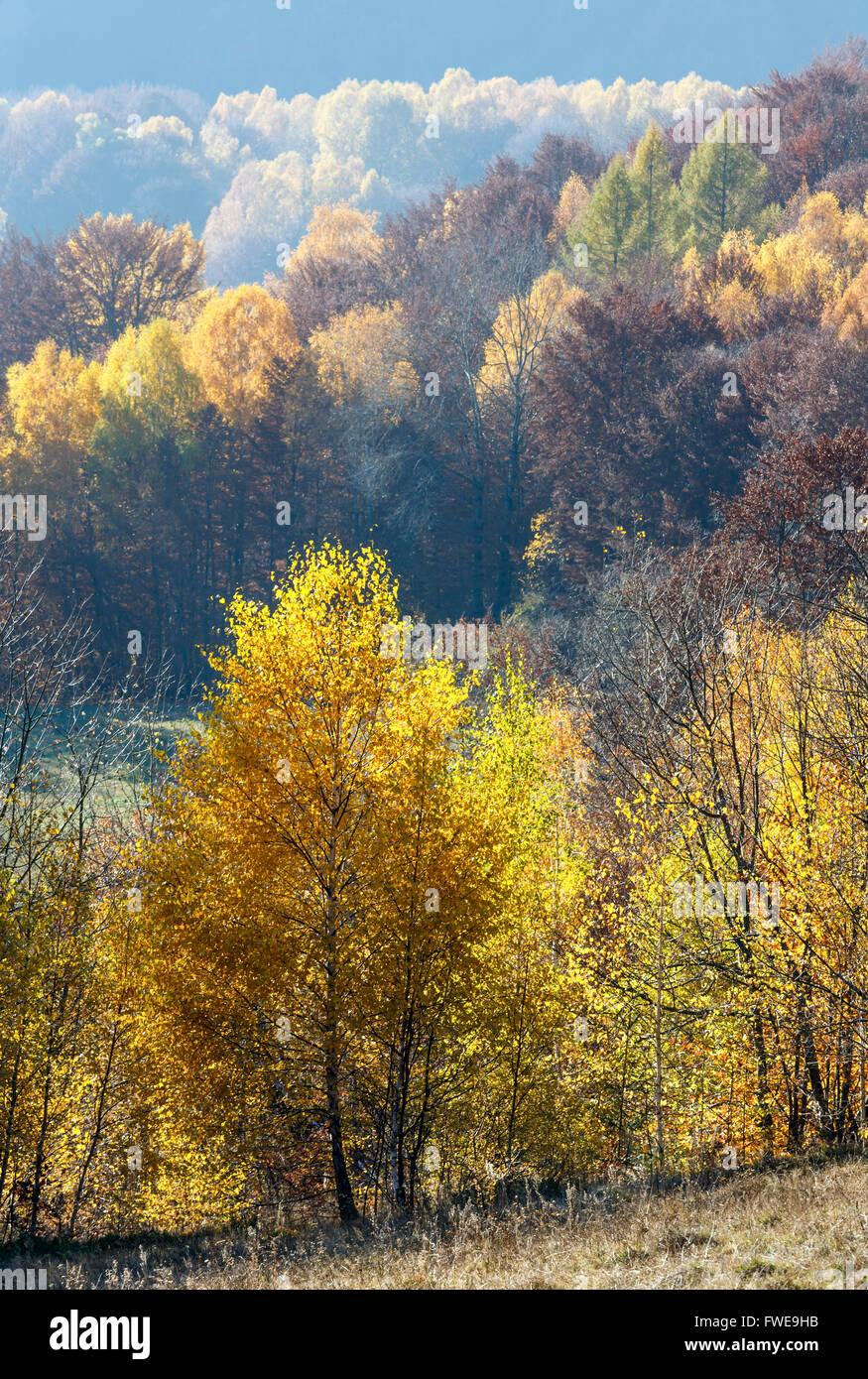 Autumn misty mountain view with yellow foliage of birch trees on slope. Stock Photo