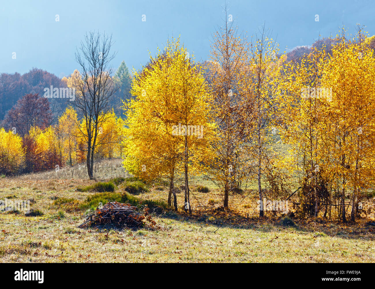 Autumn misty mountain view with yellow foliage of birch trees on slope. Stock Photo