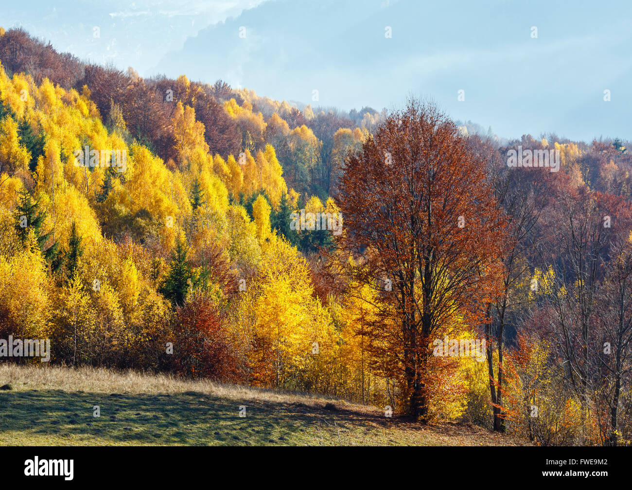 Autumn misty mountain view with yellow foliage of birch trees on slope. Stock Photo