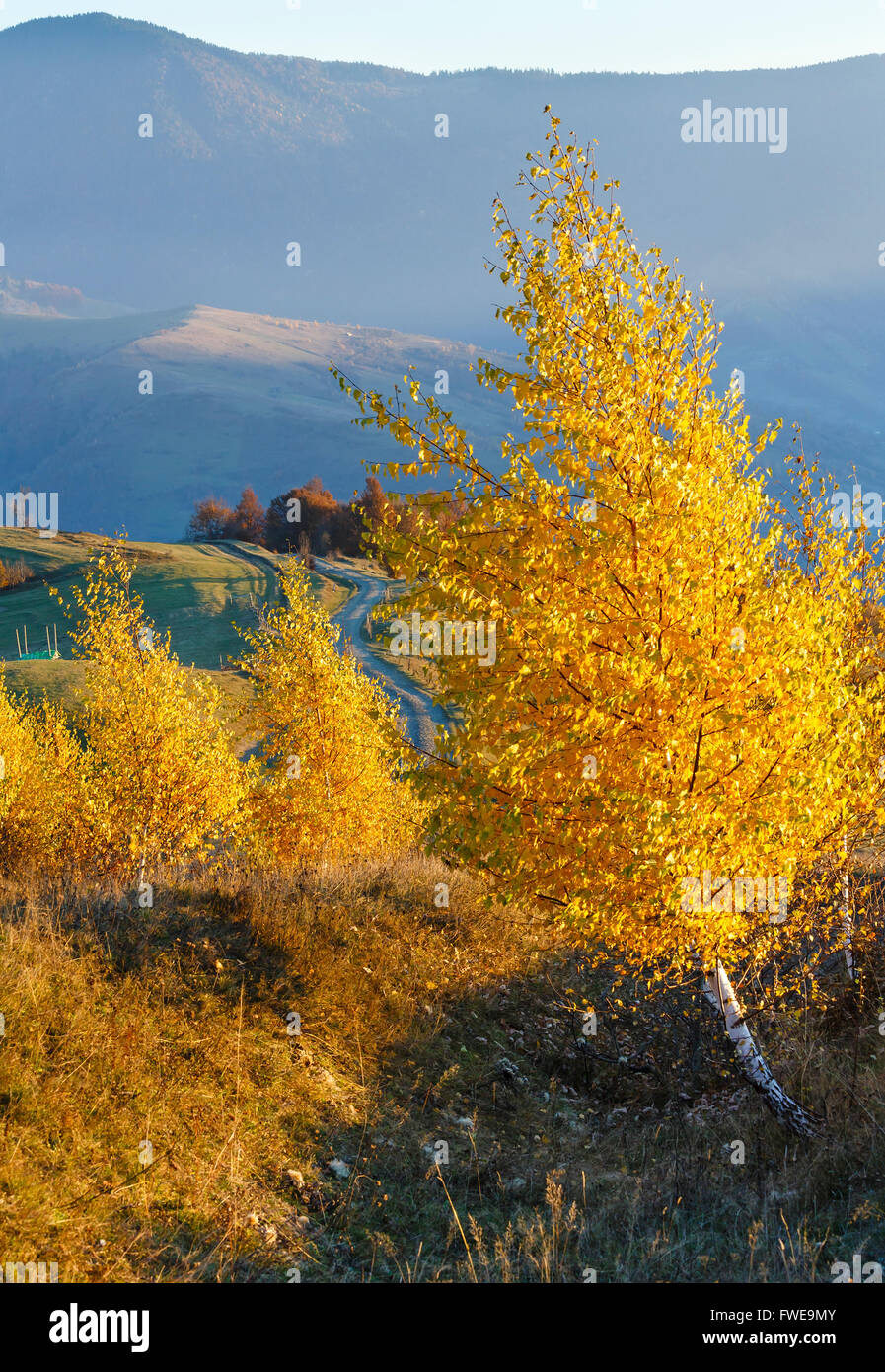 Autumn misty mountain landscape and yellow birch trees on slope in front and rural road behind. Stock Photo