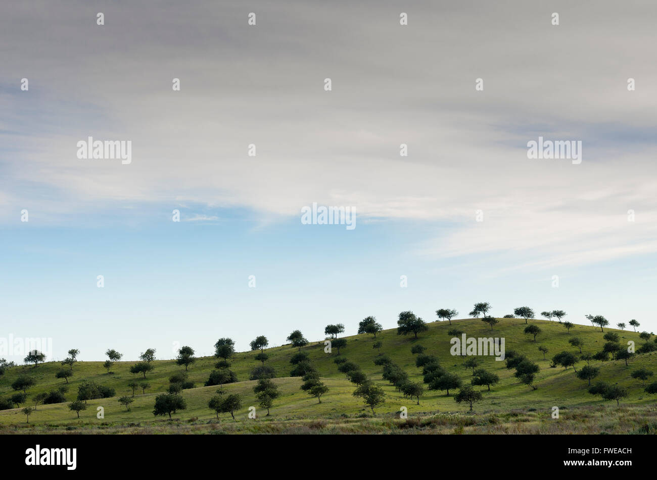 Cultivated trees in Portugal Stock Photo