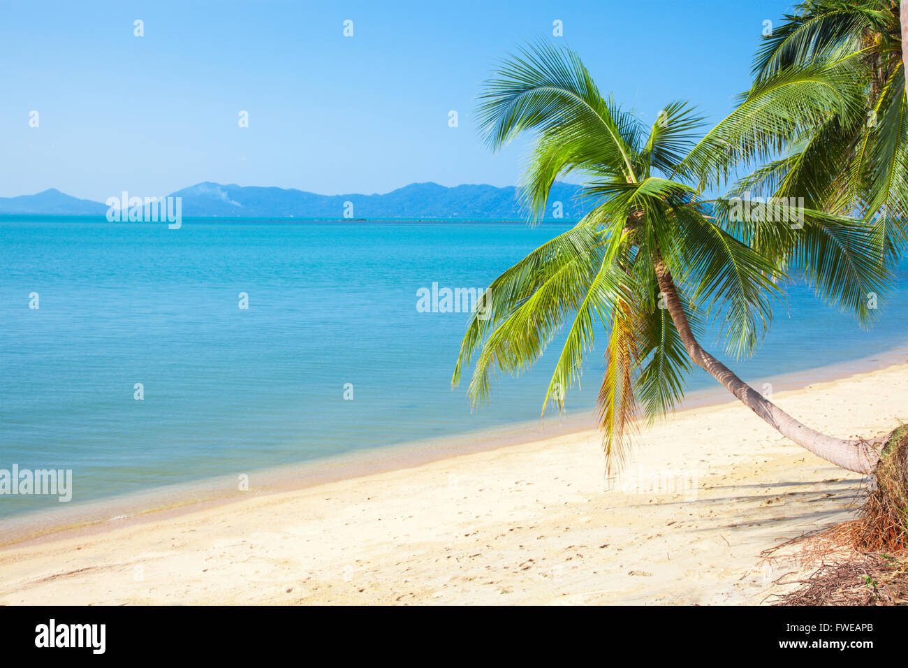 Palm beach in tropical hi-res stock photography and images - Alamy