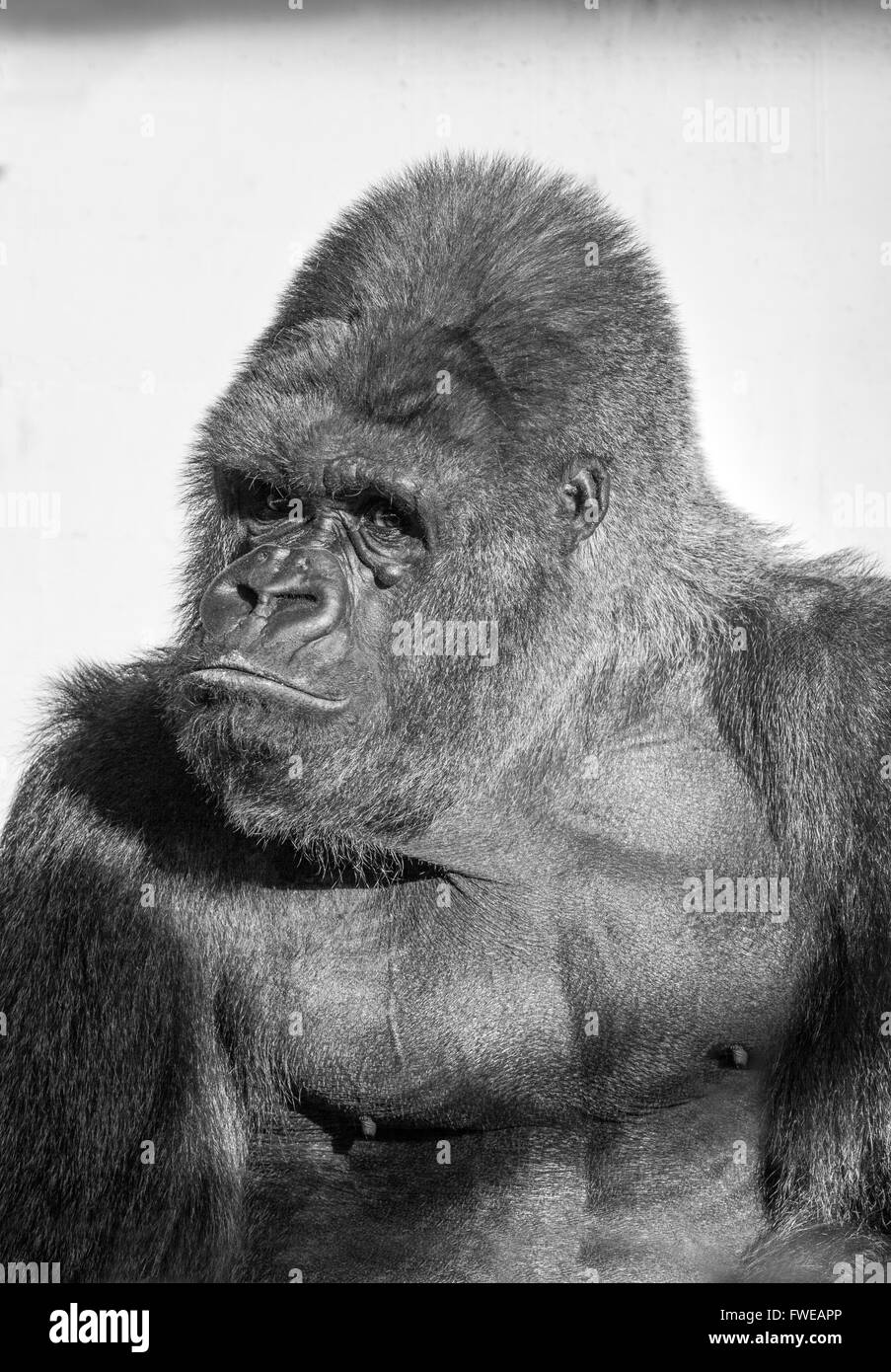 Gorilla Black and White Stock Photos & Images - Alamy