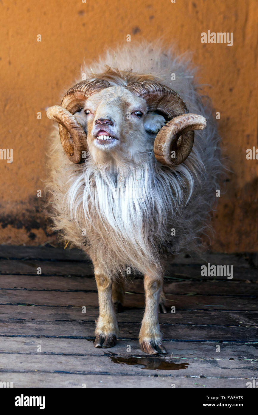 RAM Stock Photo