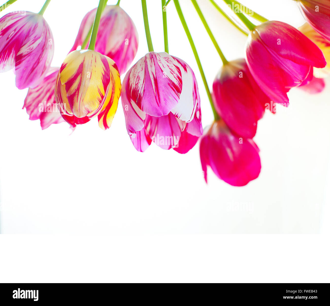 Pink tulips isolated on white background Stock Photo - Alamy