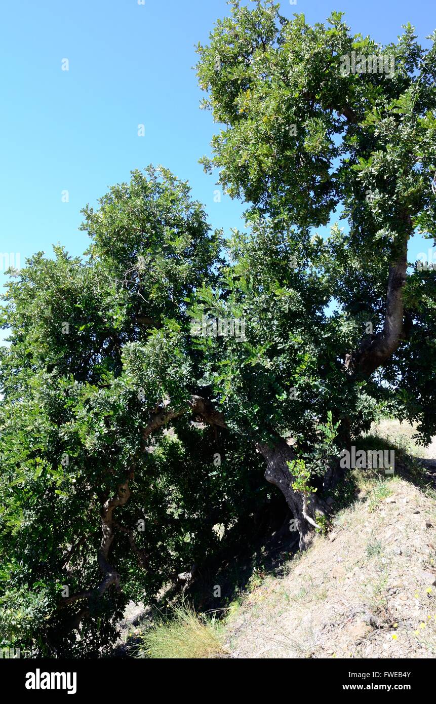 Carob tree ceratonia siliqua hi-res stock photography and images - Alamy