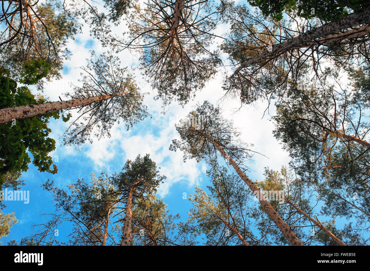 Tall pine tree tops against blue sky and white clouds Stock Photo