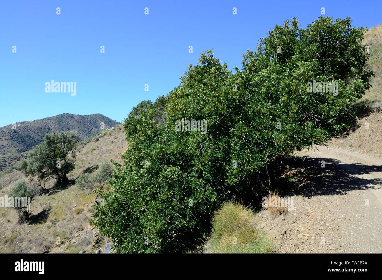 Carob tree ceratonia siliqua hires stock photography and images Alamy