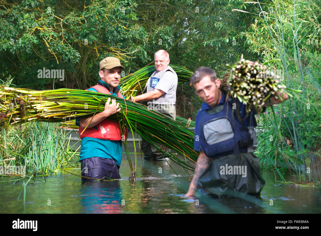 Team of traditional craftsmen stand in the River Waveney holding freshly cut bulrushes Stock Photo