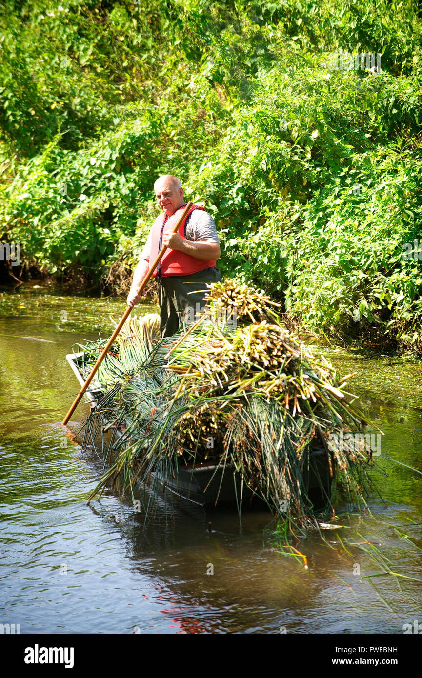 Male worker on the River Waveney paddles a barge up the river with freshly cut bulrushes ready for rush weaving Stock Photo