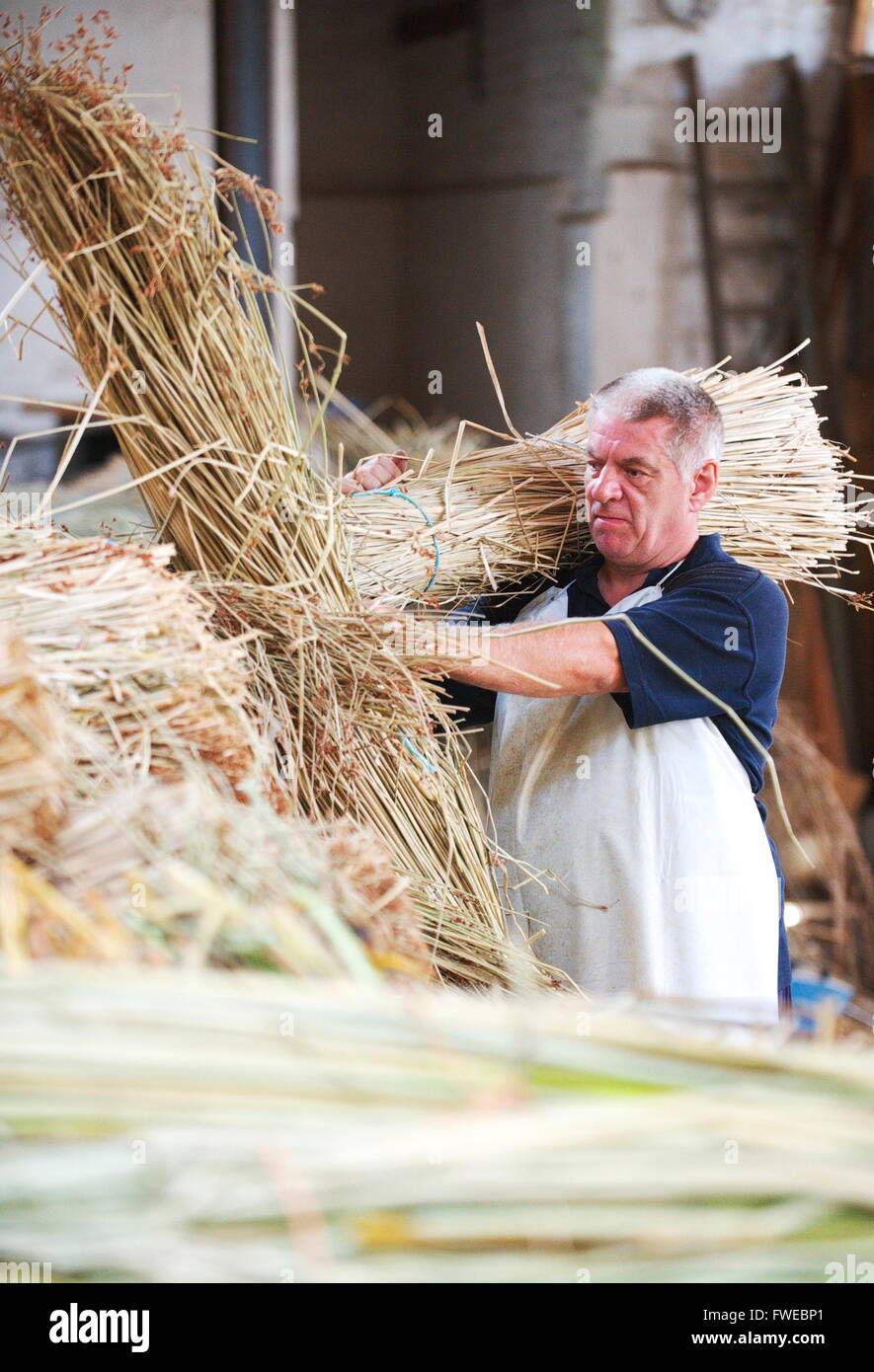 Male worker in the English industry of rush weaving stacks freshly cut and dried bulrushes in factory ready for weaving Stock Photo