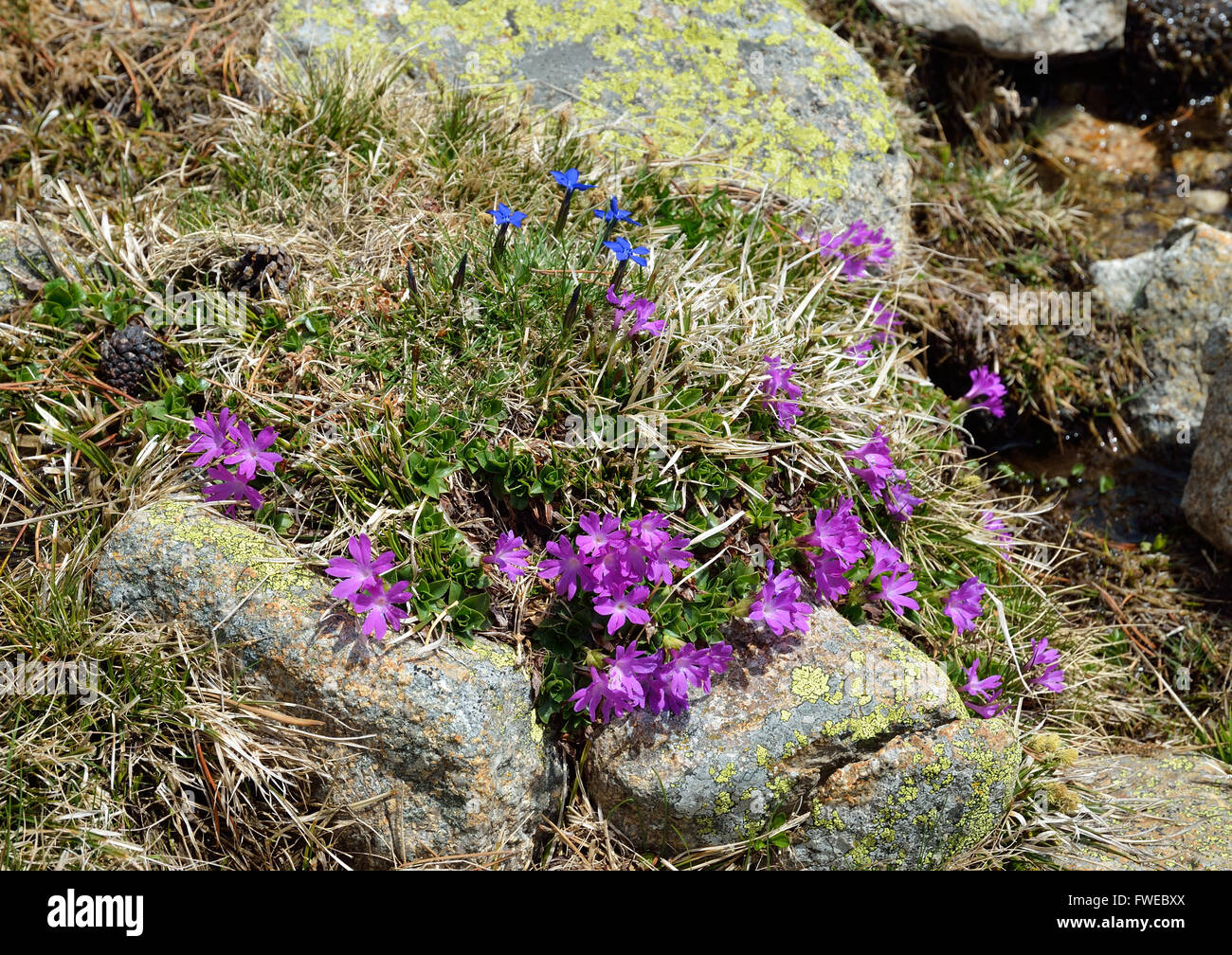 Flowering alpine plants hi-res stock photography and images - Alamy