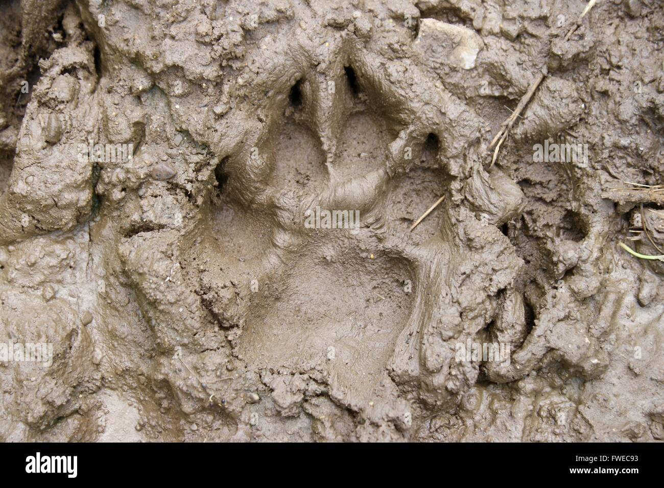 Coyote Paw Print Stock Photo Alamy