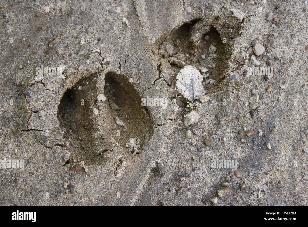 Deer track mud hi-res stock photography and images - Alamy