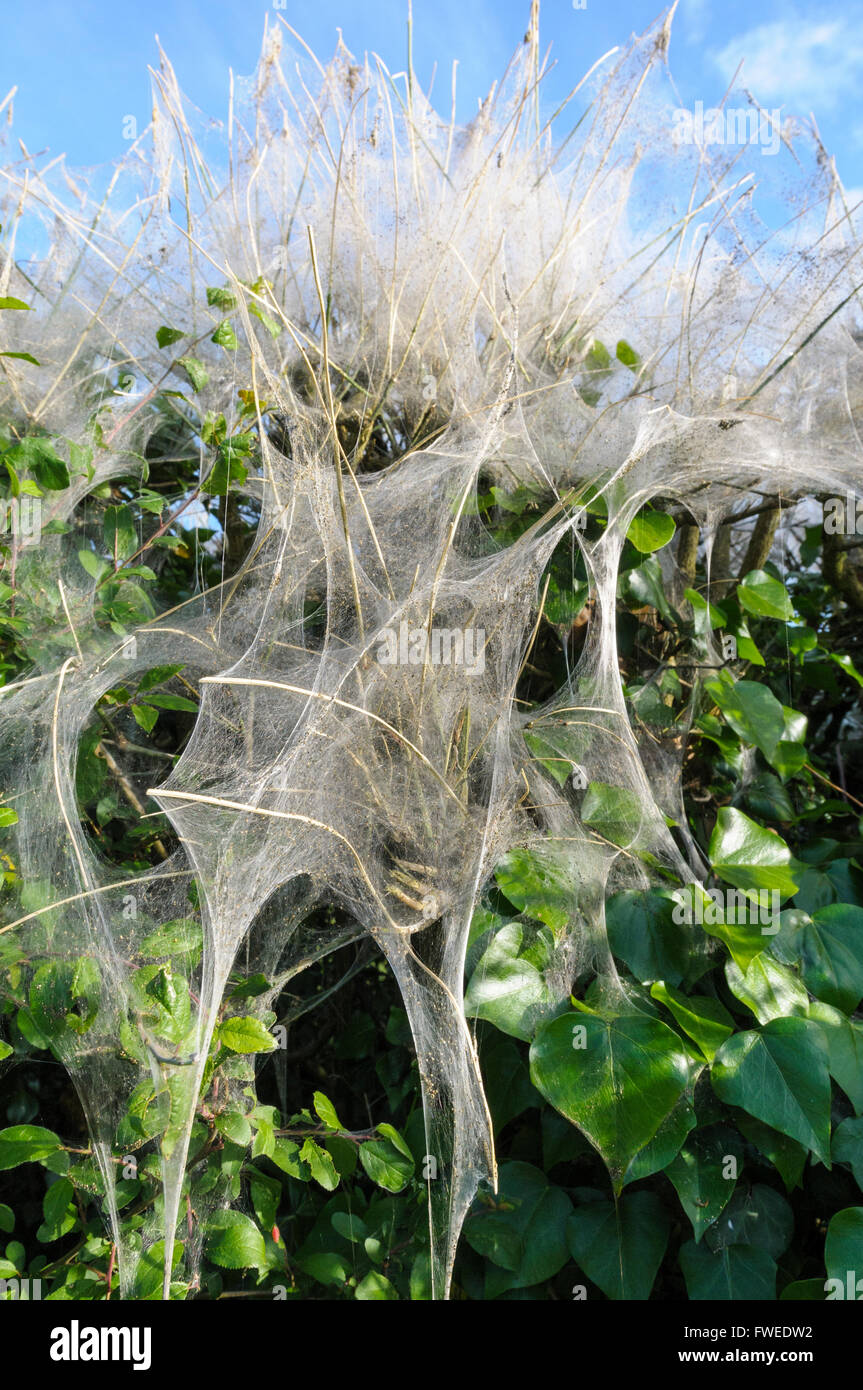 Ermine moth caterpillars (Yponomeuta species) weave a large silken web to protect themselves from predators Stock Photo