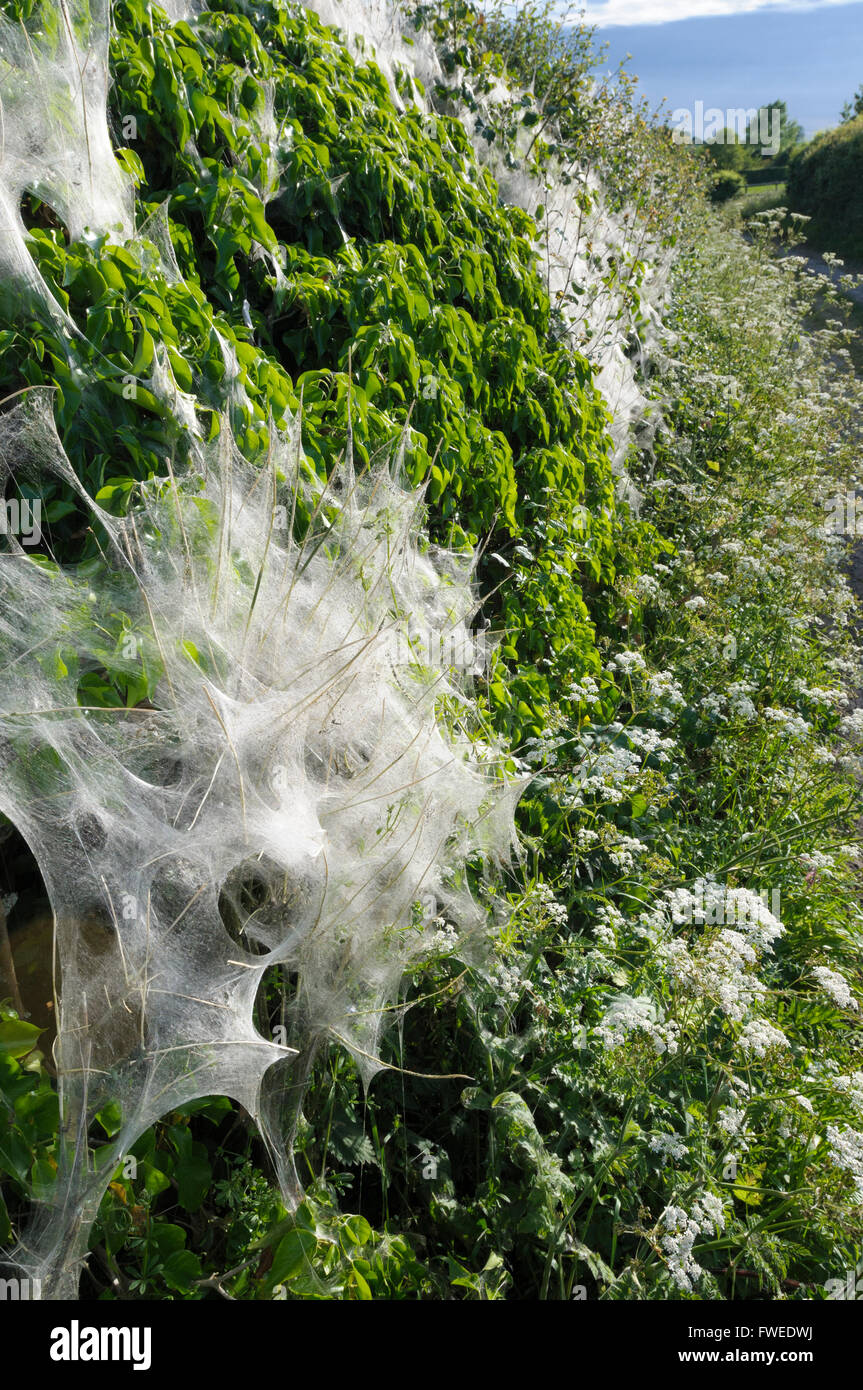 Ermine moth caterpillars (Yponomeuta species) weave a large silken web to protect themselves from predators Stock Photo