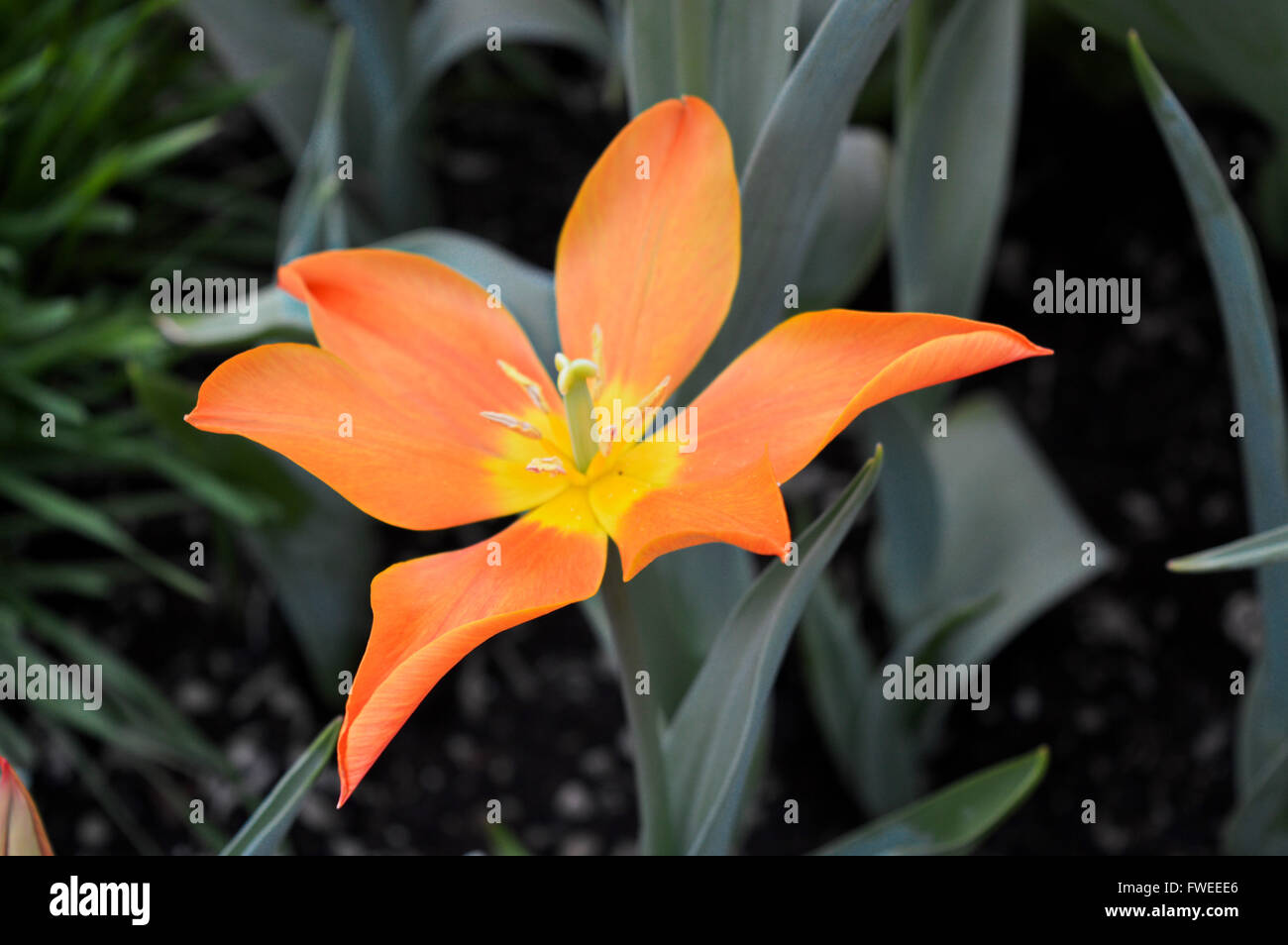 Tulip flower petals hi-res stock photography and images - Alamy
