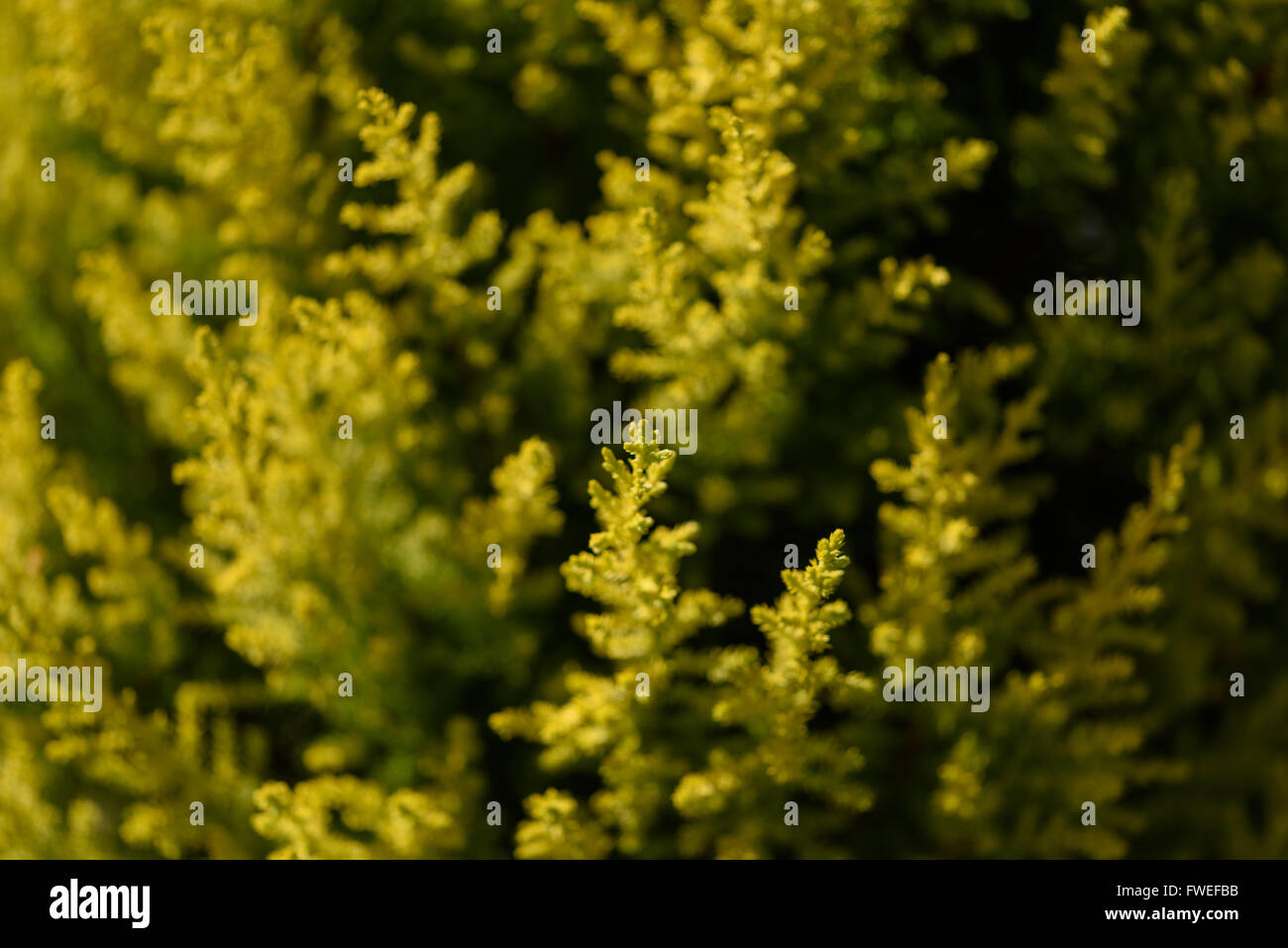 A very shallow depth of field shot focused on the tip of one branch of a green conifer tree. Stock Photo