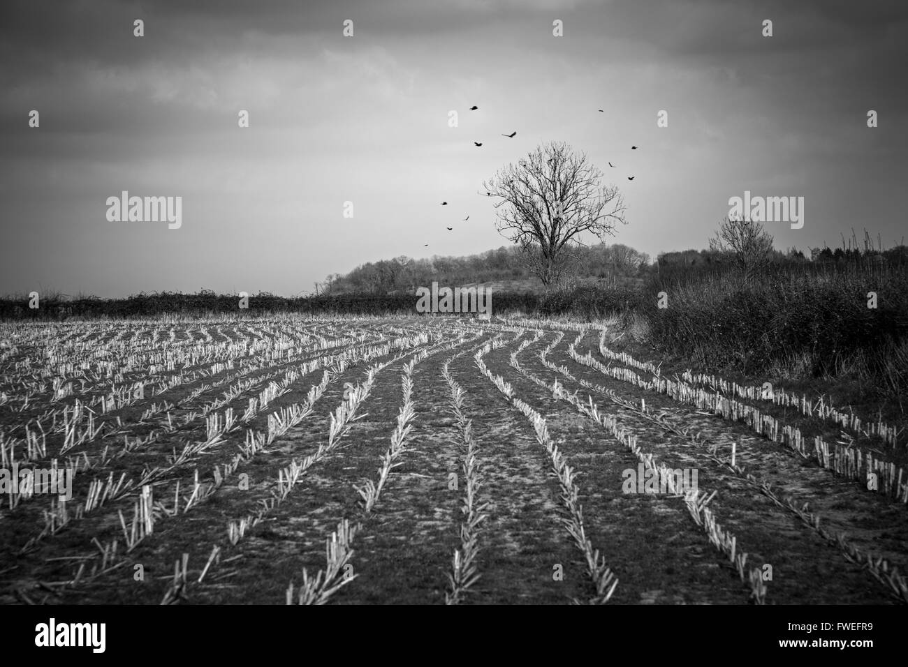 Crop stubble and crows. Stock Photo