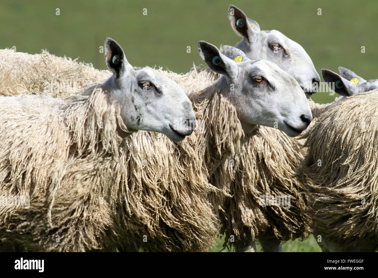 Sheep and Lambs in fields Stock Photo