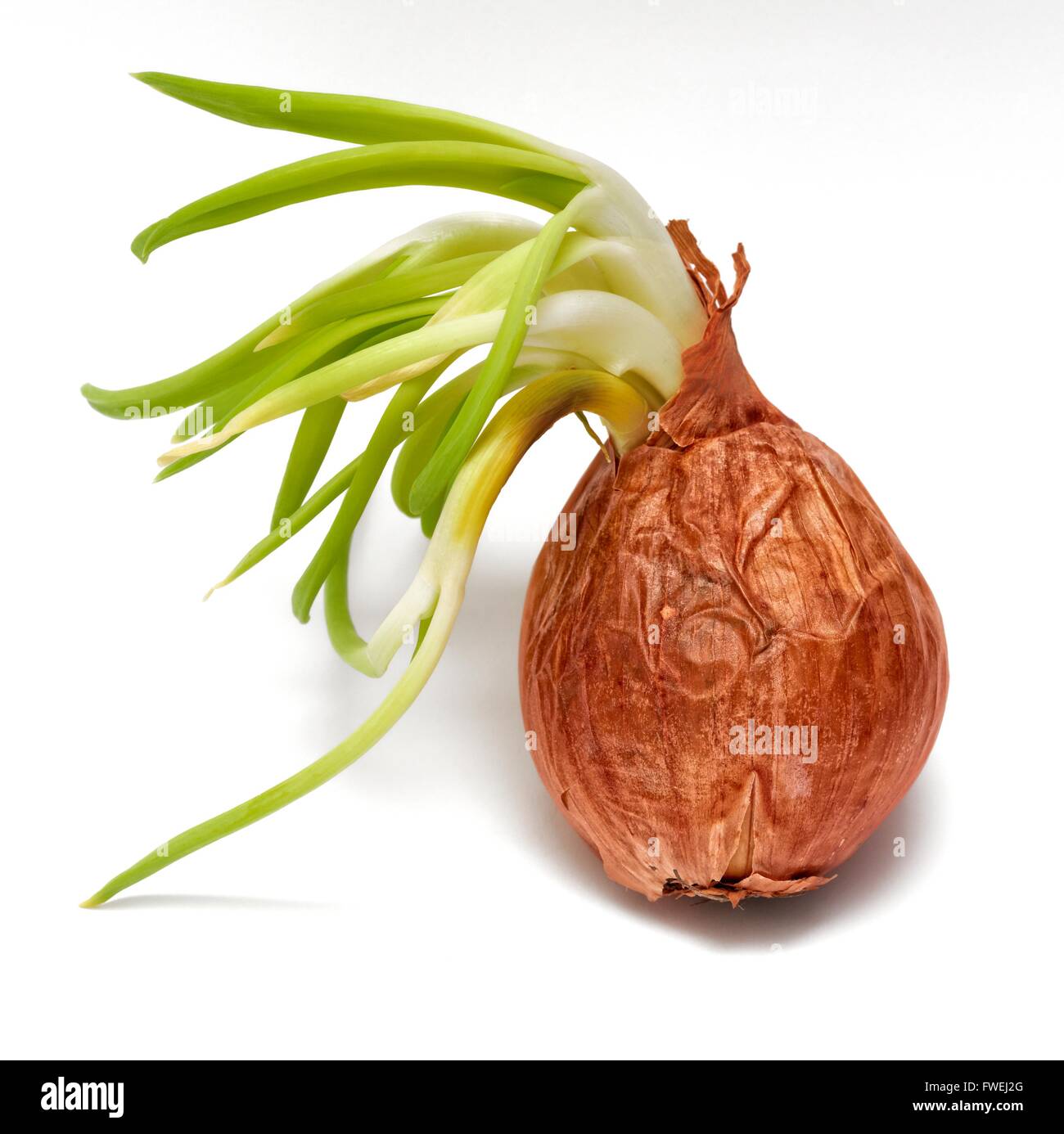A sprouting onion Stock Photo Alamy