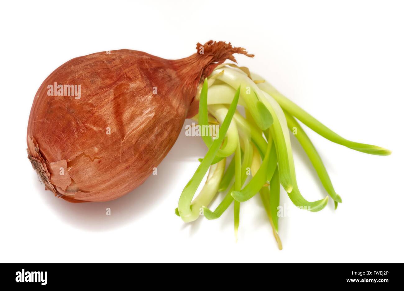 A sprouting onion Stock Photo Alamy