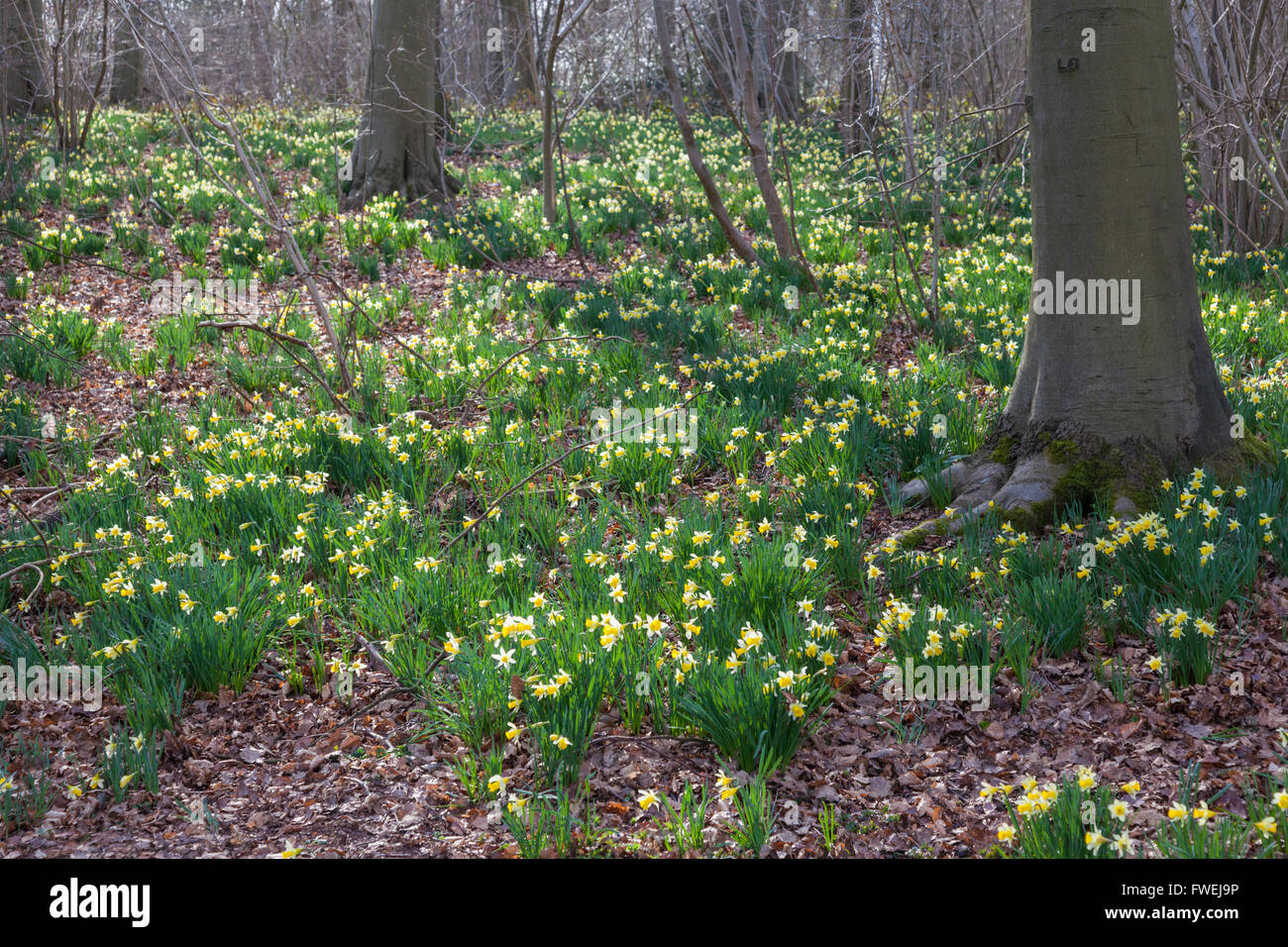 Wild Daffodils (Narcissus pseudonarcissus) growing in spring at Betty