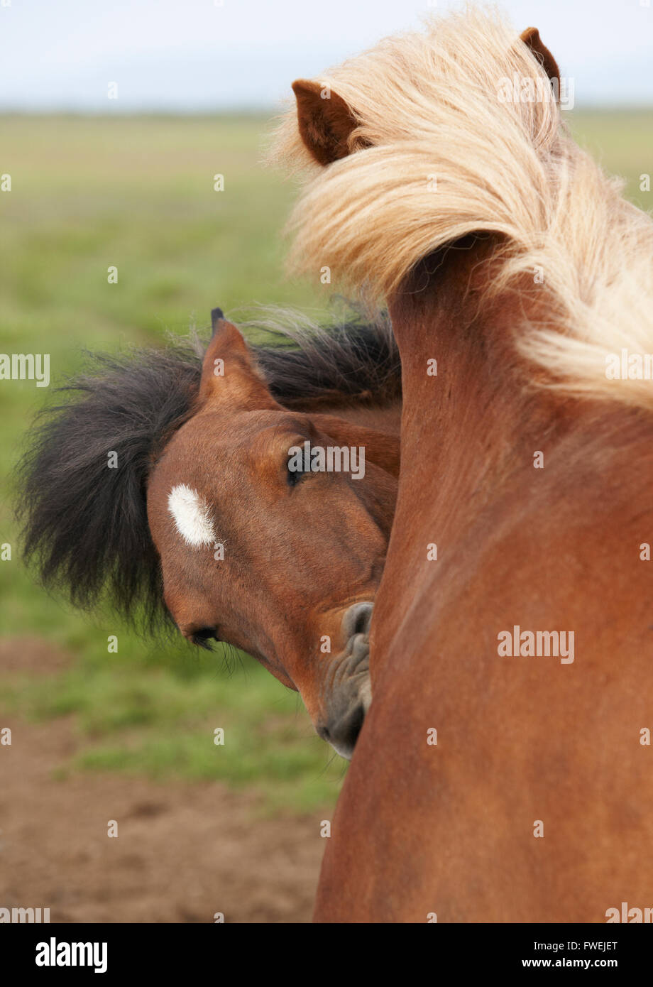 Iceland landscape with wild horses. Vertical format Stock Photo