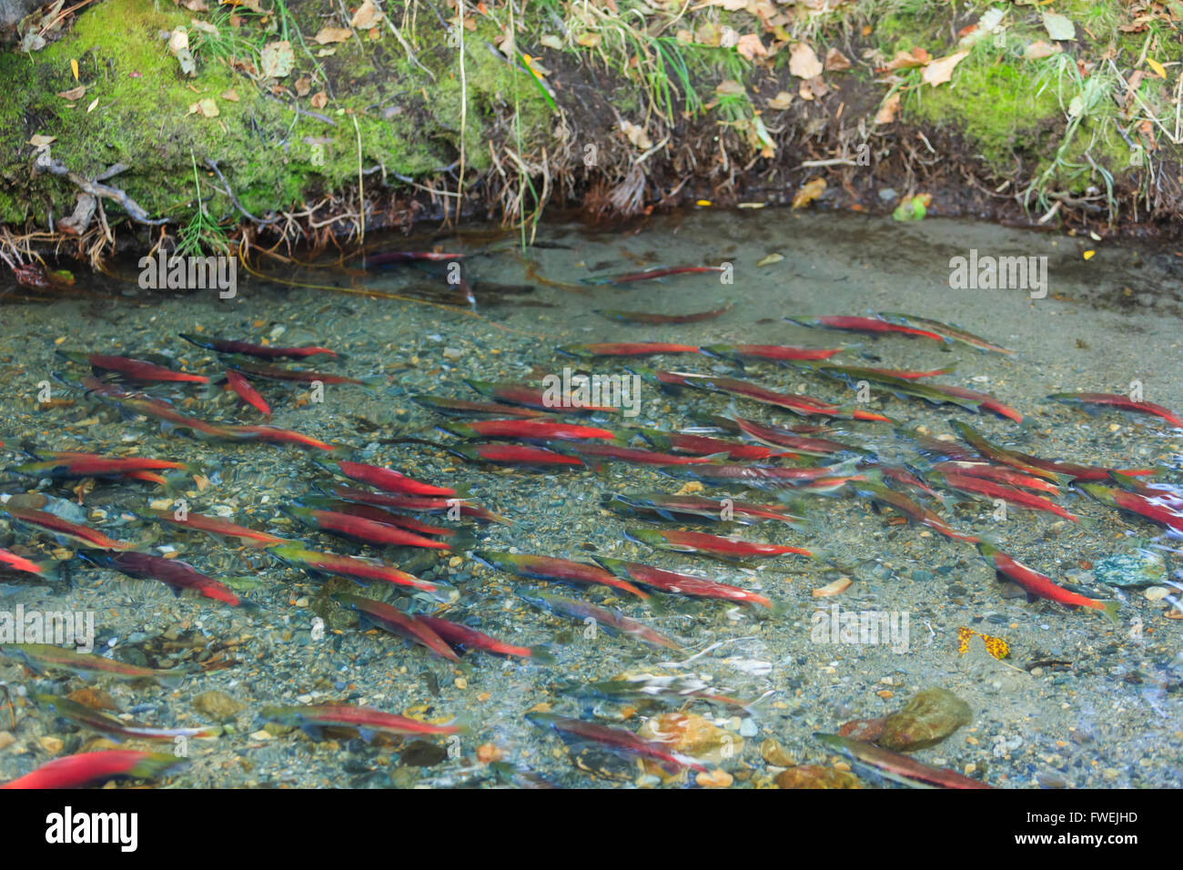 Salmon swimming back, Photos Taken in Lake Tahoe Area Stock Photo