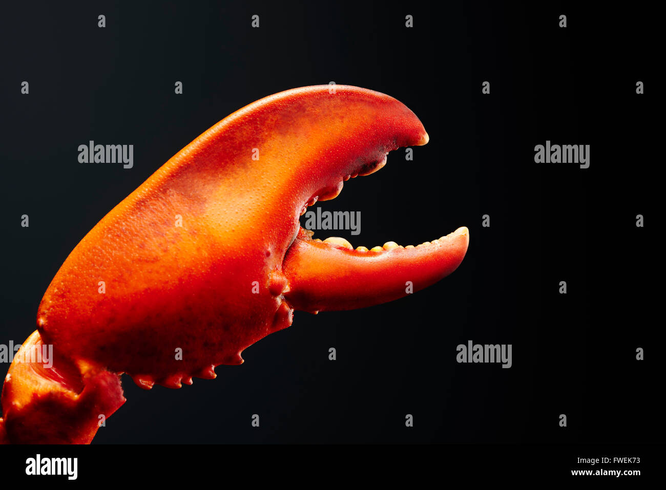 Lobster claw Stock Photo