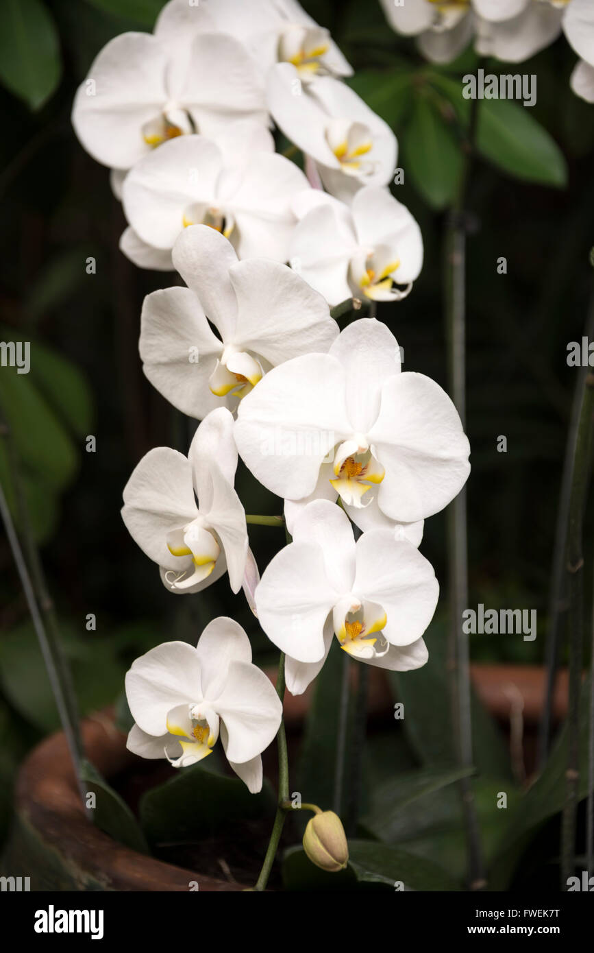 Phalaenopsis Sogo Yukidian orchid in a small botanical garden on Sentosa Island in Singapore Stock Photo