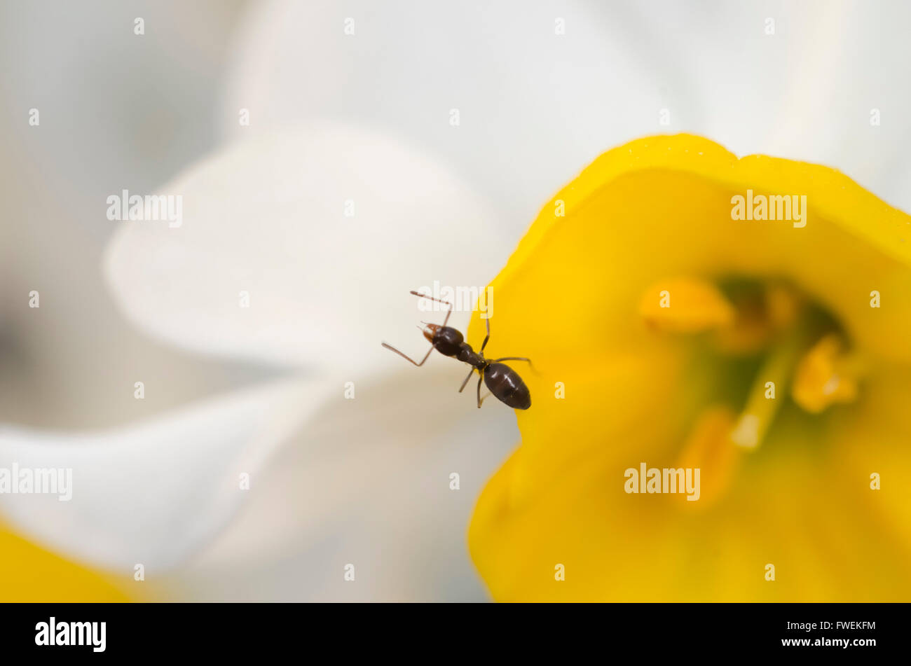 Beauty of ant hi-res stock photography and images - Alamy